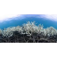 © The Ocean Agency / Adobe Stock