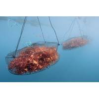 Photo courtesy of Sea Vegetable LLC