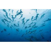 Photo credit: Global Fishing Watch