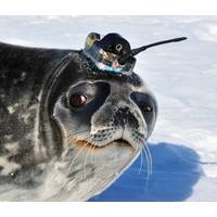 Photo of a Weddell Seal in the Ross Sea, Antarctica carrying a Valeport CTD sensor integrated into a tag built by the Sea Mammal Research Unit, St Andrews. (Photo: Daniel Costa, University of California, U.S.)