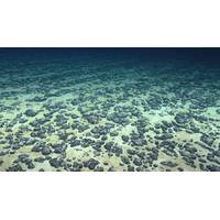 Polymetallic nodules, such as those shown here, can occur on the ocean floor and are of interest for the critical minerals they contain. Credit: NOAA.