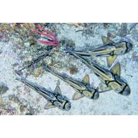Port Jackson sharks in Beagle Marine Park. Credit: IMOS | IMAS