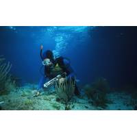 AD Ports Group published a new detailed report, titled: "Coral Relocation in the Arabian Gulf: Benefits, risks and best-practice recommendations for practitioners and decision-makers." Credit: AD Ports Group