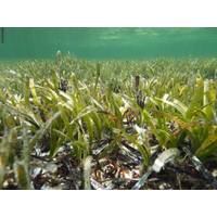 Posidonia australis seagrass meadow in Shark Bay. Photo by Sahira Bell, PhD graduate from UWA.