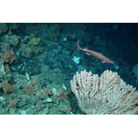 A new reflection paper co-authored by PML Honorary Fellow Torsten Thiele urges the International Seabed Authority to declare a moratorium/precautionary pause on such activity. Credit: PML