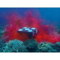 Rhodamine dye is a non-toxic tracer commonly used in aquatic systems to study water movement. In the seed box trial, rhodamine is used to understand patterns of water flow with sensors and drones. The dye helps (i) visualise how long water—and therefore larvae—stay in the area before dispersing, and (ii) track where and how quickly water (and larvae) move after release. Image: G Carlin/CSIRO