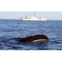 A right whale skim feeding with NOAA Ship Delaware II in the background.