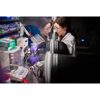 Sandia National Laboratories electrochemist Aliya Lapp prepares a sample of upcycled lithium battery cathode for testing. (Photo by Craig Fritz)