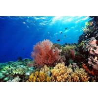 © ScubaDiver / Adobe Stock