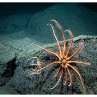 Source: ODL Credit: NOAA