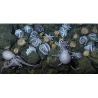 Source: MBARI