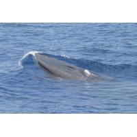 Source: NOAA Fisheries