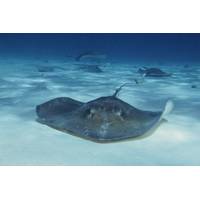 Stingrays Wiki CCL