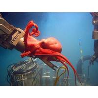 This octopod, Benthoctopus sp., seemed quite interested in the deep submergence vehicle Alvin’s port manipulator arm. Those inside the sub were surprised by the octopod’s inquisitive behavior. Image courtesy of Bruce Strickrott, Expedition to the Deep Slope.