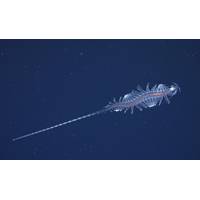 This is a new species from the genus Tomopteris, commonly known as gossamer worms. The expedition science team tested new technology that provides scientists with new, non-invasive ways to study these remarkable animals. Credit: ROV SuBastian / Schmidt Ocean Institute


