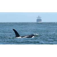 © Trelleborg Marine 