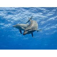 © Tropicalens / Adobe Stock