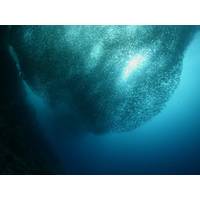 © underocean / Adobe Stock