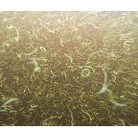 Underwater drop-down camera view of abundant suspended Aphanizomenon flos-aquae. Image taken approximately 0.75 m below surface. Filaments are typically about 1 cm in length.