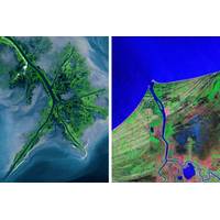 A variety of deltas: the Mississippi birdfoot delta (left) and Mexico's Grijalva cuspate delta (right). (Image: NASA Landsat)