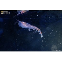 Weddell Sea, Southern Ocean, Antarctica - 2024/12/26: Antarctic krill
specimens retrieved during a dive by ROV SuBastian.

Credit: Luján Agusti/National Geographic
