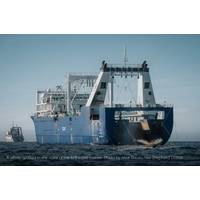 A whale spotted in the wake of the krill super trawler. Photo by Alice Bacou, Sea Shepherd Global