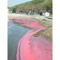 WHOI file photo. A Noctiluca bloom in Hong Kong (K.C. Ho)