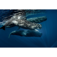 © willyam / Adobe Stock