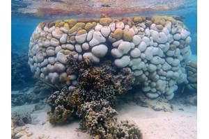 Coral bleaching was found to be followed by an unprecedented outbreak of black band disease, killing Goniopora corals. (Image courtesy of Maria Byrne / University of Sydney)