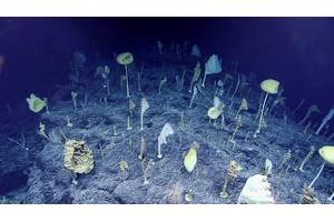 Credit: NOAA Ocean Exploration, 2017 Laulima O Ka Moana