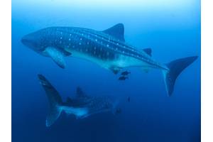 Galápagos Conservation Trust has been working with partners for a number of years to expand the MPA around the Islands in order to protect migratory species such as scalloped hammerhead sharks and whale sharks (pictured). © Simon Pierce/GCT