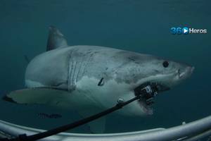 A Great White shark bites a subsea camera while crews filmed for Shark Week (Photo courtesy of 360Heros)