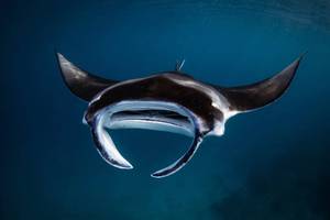 Jasmine Corbett / Manta Trust