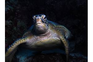 © Paulo Violis / Adobe Stock