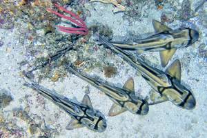 Port Jackson sharks in Beagle Marine Park. Credit: IMOS | IMAS