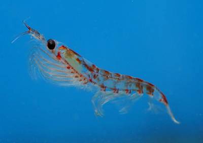 Antarctic krill are shrimplike, pinkie-length crustaceans. They form the base of the Antarctic food chain, and are an essential part of the ecosystem. (Photo: NOAA AERD)