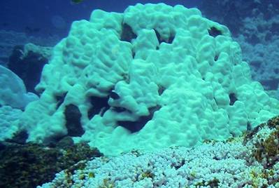 Bleached coral: Photo courtesy of NOAA