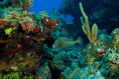 Corals and fish in the Hol Chan Marine Reserve, San Pedro, Belize. (© Stuart Westmorland/Danita Delimont - Adobe Stock)