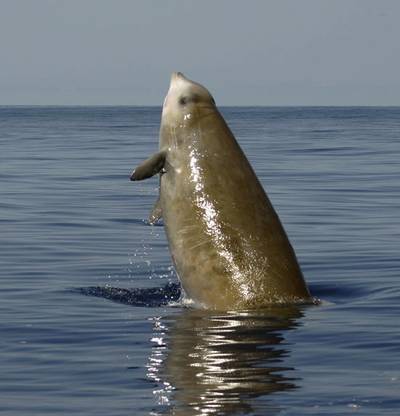 Cuvier Beaked Whale: Image courtesy of Natacha Aguilar/Univ of La Laguna