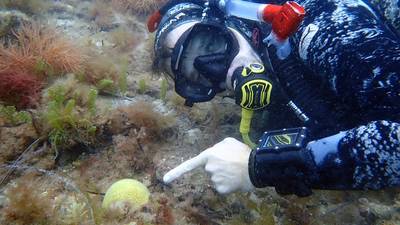 David Juszkiewicz with a Plesiastrea coral. (Photo: Nicole Carey)