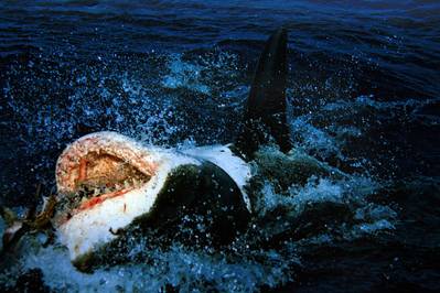 Great White: Photo Wiki CCL