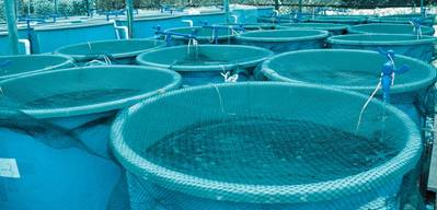 The Malaysian government is actively promoting aquaculture as a means to ensure sufficient supplies of fish in the face of dwindling wild fish stocks. (Photo © Adobe Stock / defun)