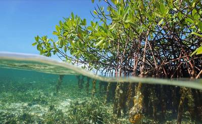 Mangroves, a tree found in tropical and sub-tropical regions that acts as a natural coastal defence for areas threatened by coastal inundation. Photo courtesy UKHO