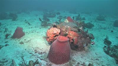Mesophotic coral ecosystems at 40m (Image obtained from ROV Subastian video)
