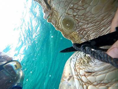 Mike Beres and Greg Johnson, members of the Naval Undersea Warfare Center Division Newport™s Atlantic Underwater Test and Evaluation Center (AUTEC) Fire and Emergency Services Water Rescue Team cut rope from an endangered green sea turtle on July 13. The turtle was found in AUTEC™s harbor on Andros Island in the Bahamas.