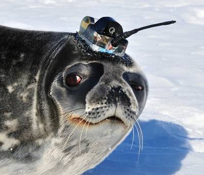 Photo of a Weddell Seal in the Ross Sea, Antarctica carrying a Valeport CTD sensor integrated into a tag built by the Sea Mammal Research Unit, St Andrews. (Photo: Daniel Costa, University of California, U.S.)