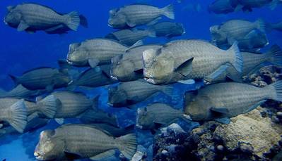 Reef grazing fish: Image credit, Brian Zgliczynski, Scripps Institution of Oceanography, UC San Diego