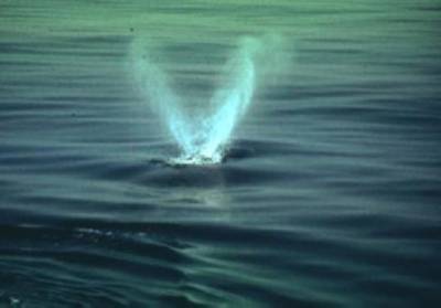 Right Whale blowing: Photo credit US Govt.