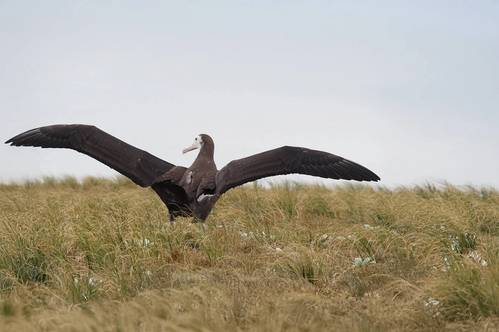 Albatross chick with satellite tag. Credit: Kath Walker, Graeme Elliott

