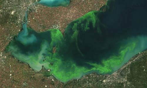 Lake Algal Blooms: Image courtesy of NOAA